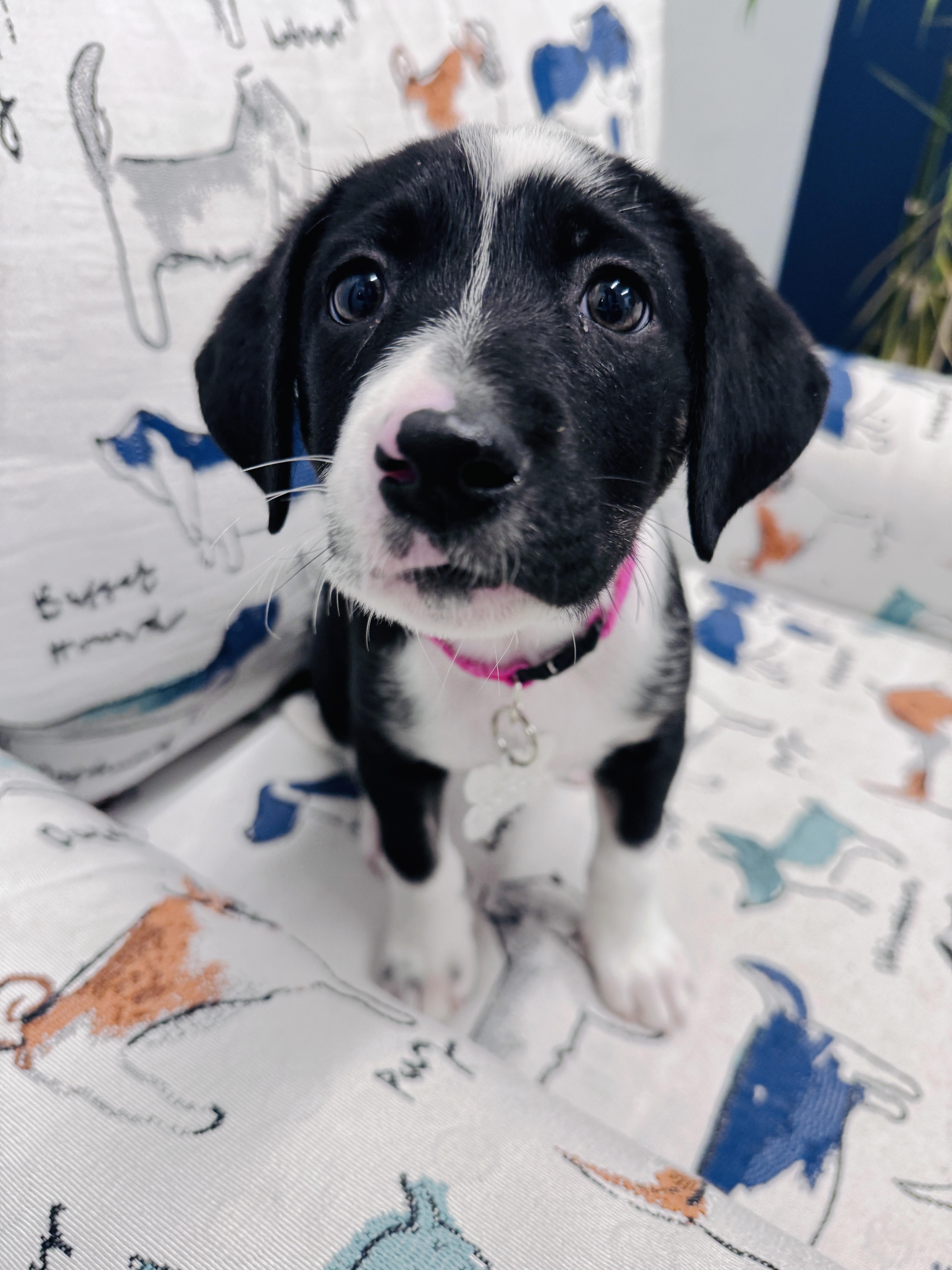 Enlarge Mariam, a Adoptable mixed breed in Palatine, IL image 4/5