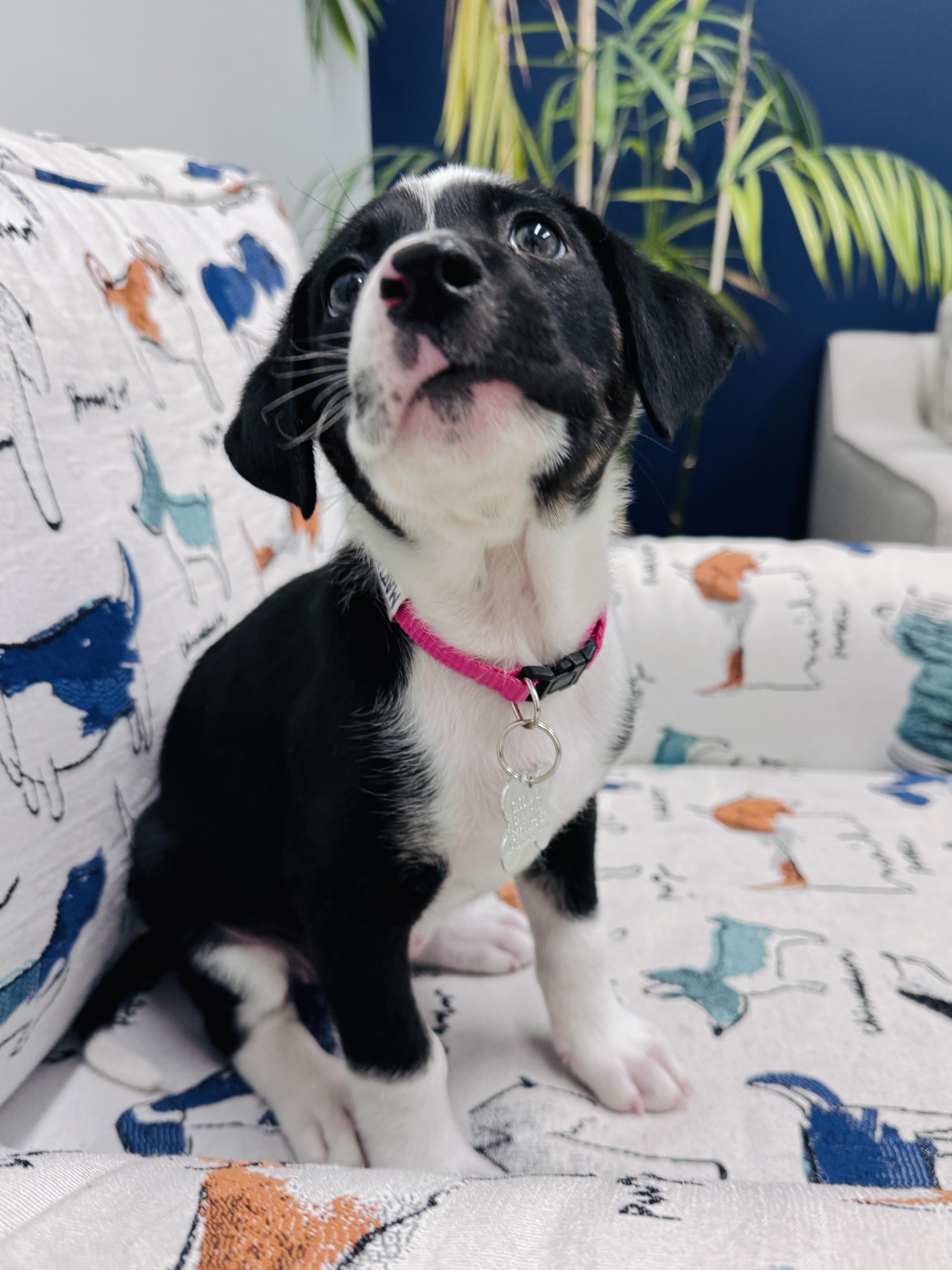 Enlarge Mariam, a Adoptable mixed breed in Palatine, IL image 5/5