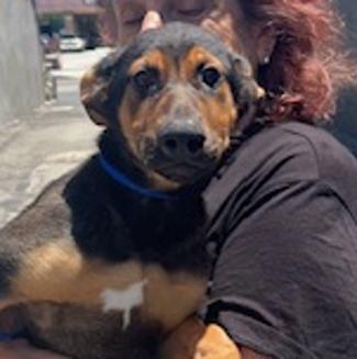 Mozart, Adopted, Puppy Male German Shepherd Dog.