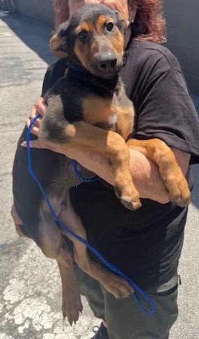 Mozart, a Adopted mixed breed in Los Angeles, CA image 2/6