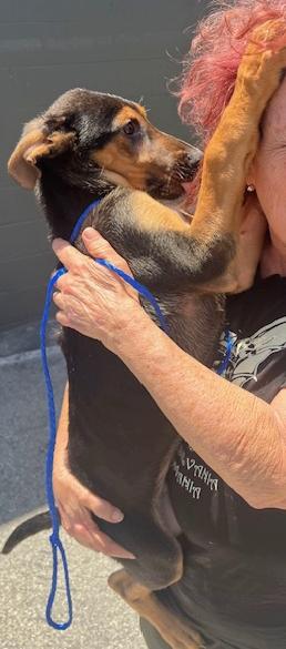 Mozart, a Adopted mixed breed in Los Angeles, CA image 3/6