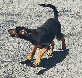 Mozart, a Adopted mixed breed in Los Angeles, CA image 4/6