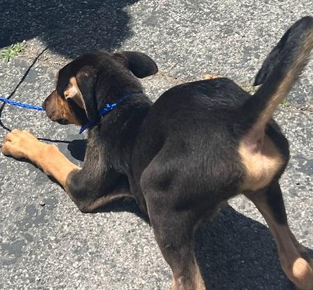 Mozart, a Adopted mixed breed in Los Angeles, CA image 5/6