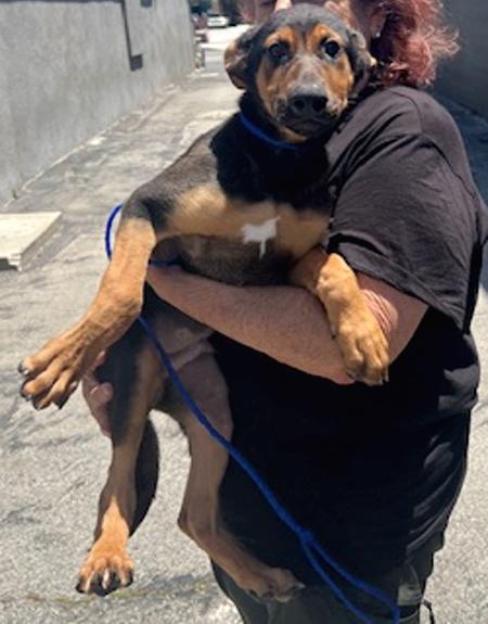 Mozart, a Adopted mixed breed in Los Angeles, CA image 6/6