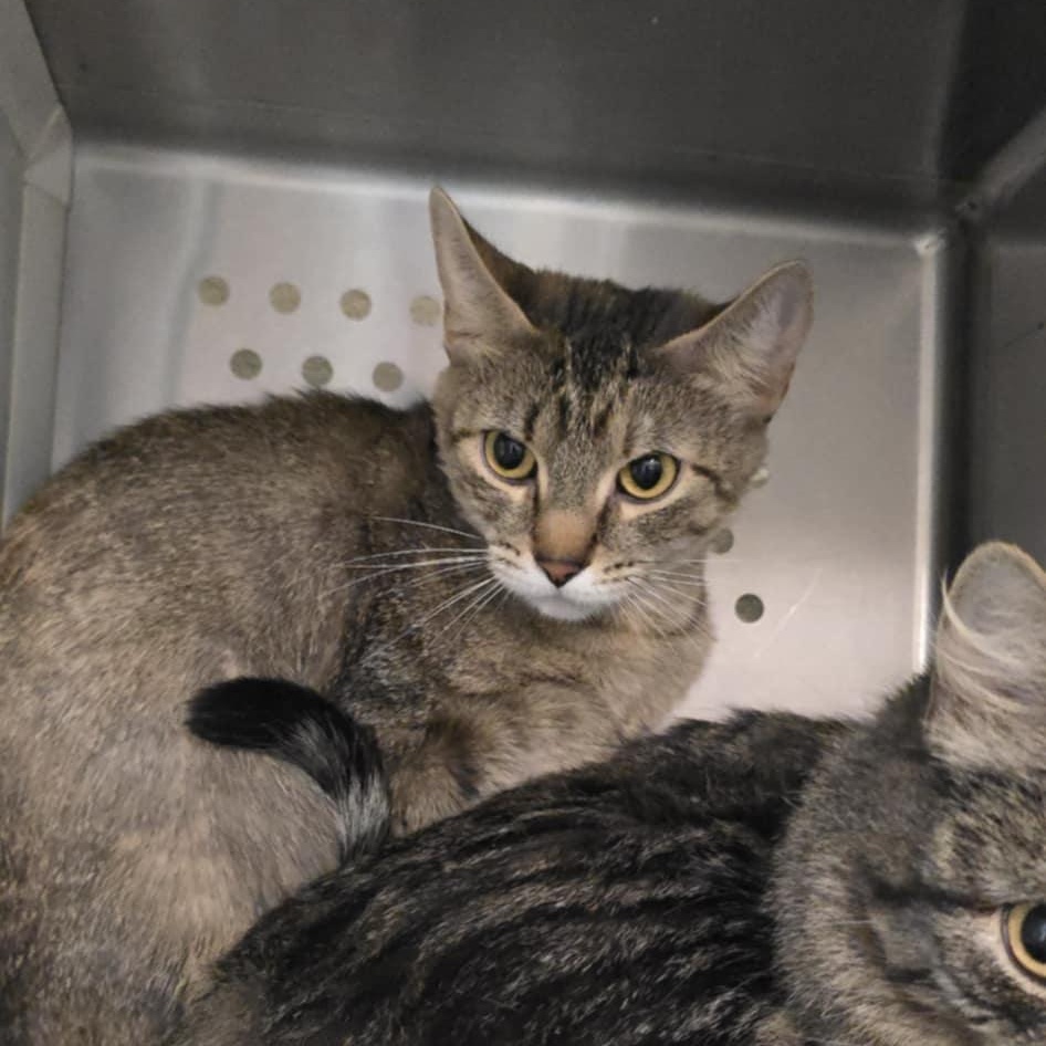 Enlarge Kitten, a Adoptable Domestic Short Hair in Orange, VA image 1/2