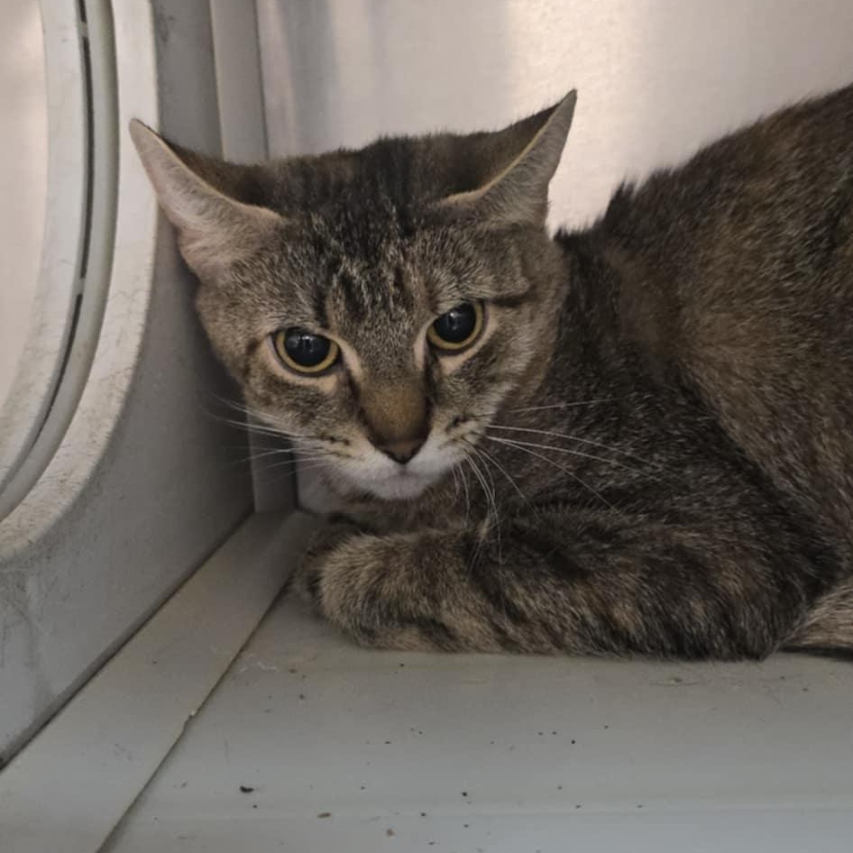 Enlarge Kitten, a Adoptable Domestic Short Hair in Orange, VA image 2/2