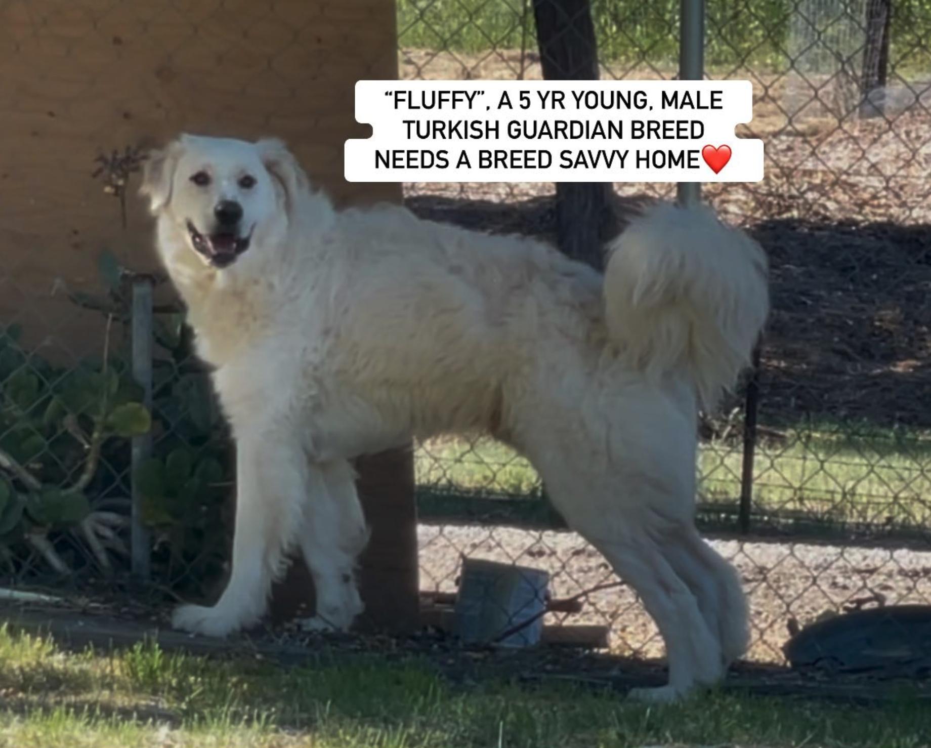 FLUFFY, an adopted Akbash in Rockdale, TX image 1/3