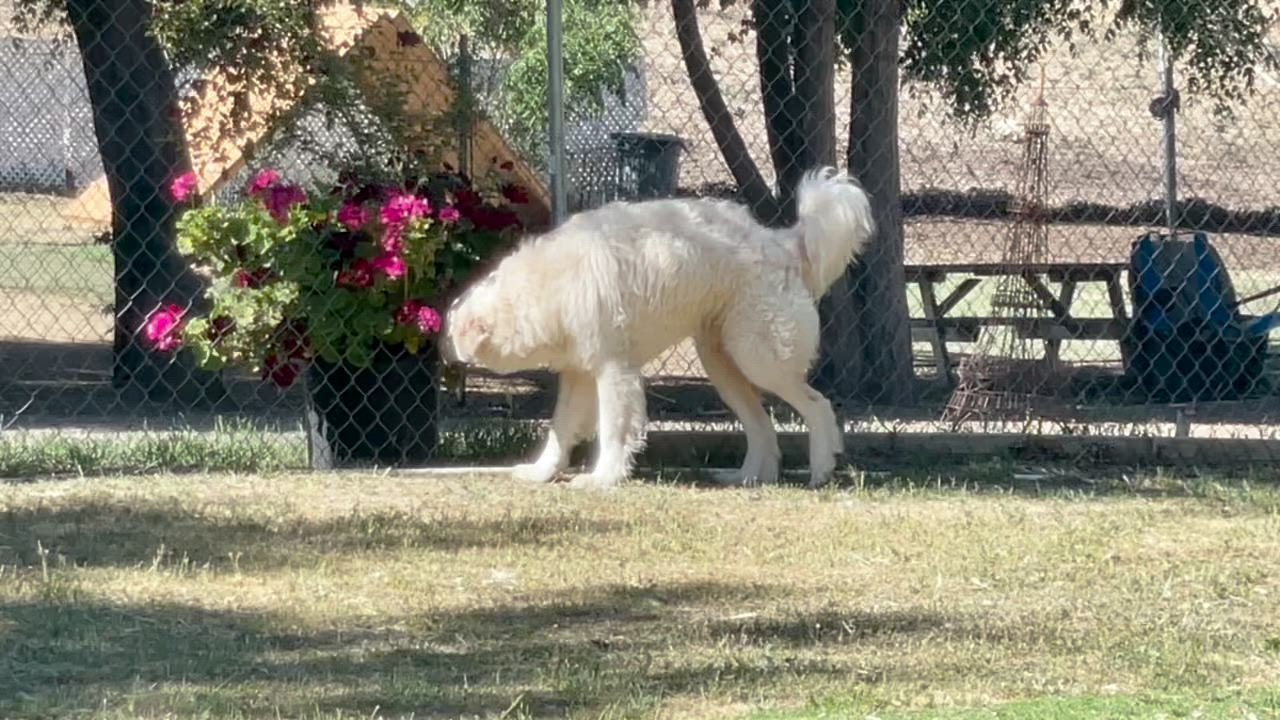 Enlarge FLUFFY, an adopted Akbash in Rockdale, TX video 3/3