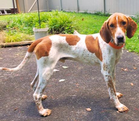 Jake (TN), an adopted English Coonhound in Leawood, KS image 5/6