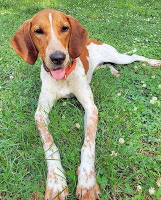 Jake (TN), an adopted English Coonhound in Leawood, KS image 6/6