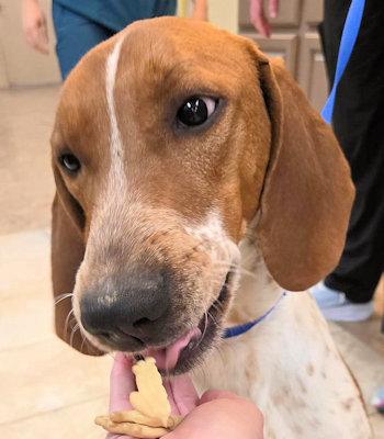 Jake (TN), an adopted English Coonhound in Leawood, KS image 4/6