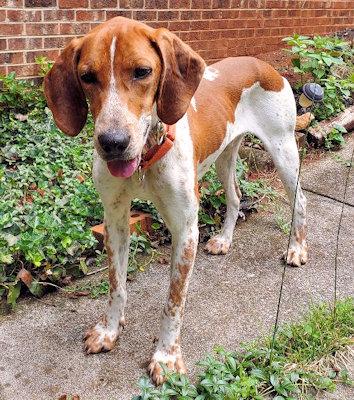 Jake (TN), an adopted English Coonhound in Leawood, KS image 3/6