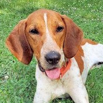 Jake (TN), adopted, Young Male English Coonhound.