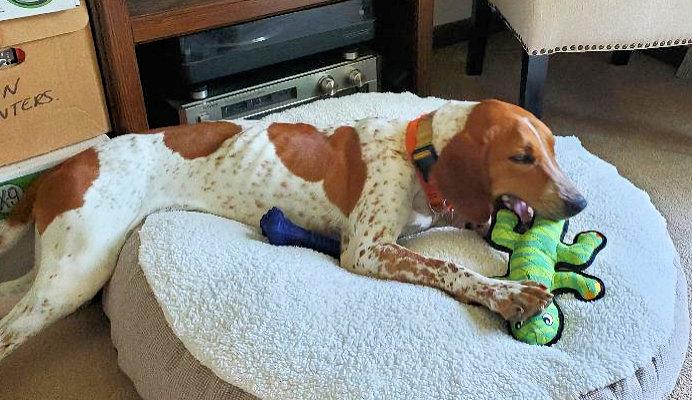 Jake (TN), an adopted English Coonhound in Leawood, KS image 2/6