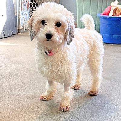 Enlarge Molly, a ADOPTABLE Bichon Frise in Russellton, PA image 1/5