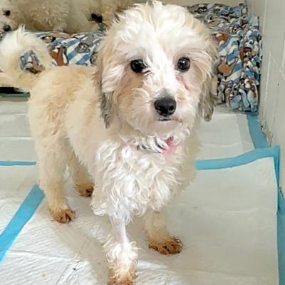 Enlarge Molly, a ADOPTABLE Bichon Frise in Russellton, PA image 2/5
