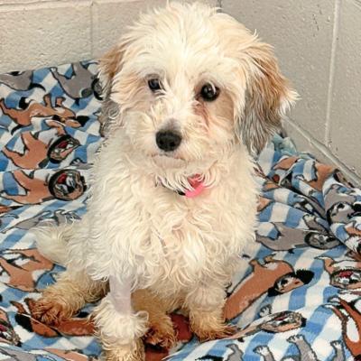 Enlarge Molly, a ADOPTABLE Bichon Frise in Russellton, PA image 4/5