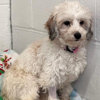 Enlarge Molly, a ADOPTABLE Bichon Frise in Russellton, PA image 5/5
