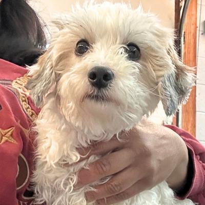 Enlarge Molly, a ADOPTABLE Bichon Frise in Russellton, PA image 3/5