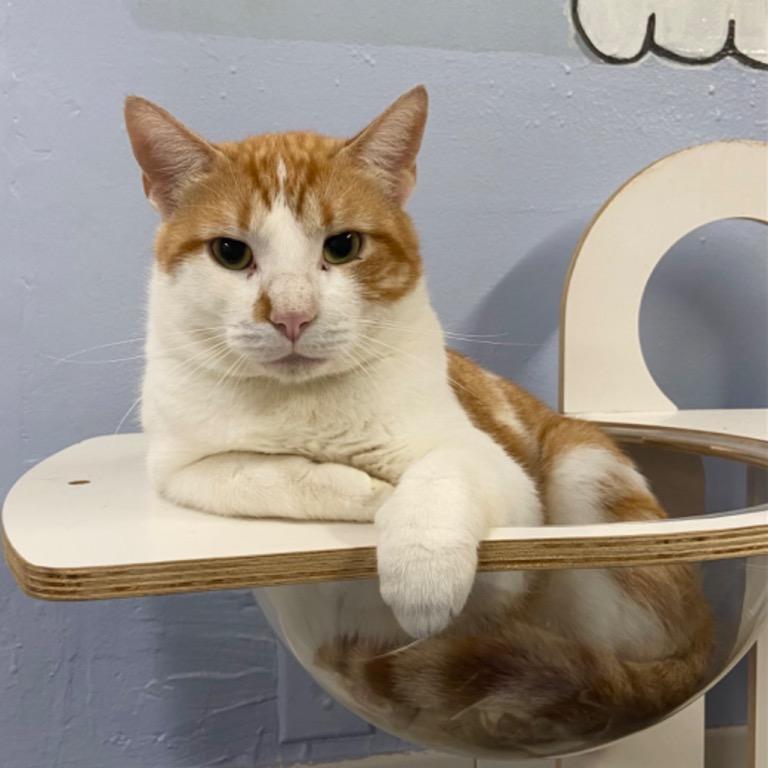 Clyde, Adoptable, Adult Male Domestic Short Hair.