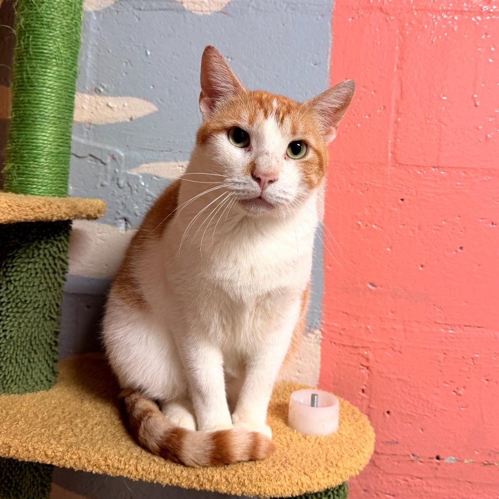 Clyde, a Adoptable Domestic Short Hair in Fort Lauderdale, FL image 2/6