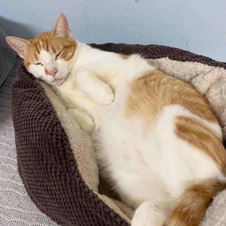 Enlarge Clyde, a Adoptable Domestic Short Hair in Fort Lauderdale, FL image 2/3