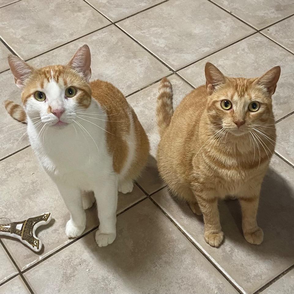 Enlarge Clyde, a Adoptable Domestic Short Hair in Fort Lauderdale, FL image 3/3