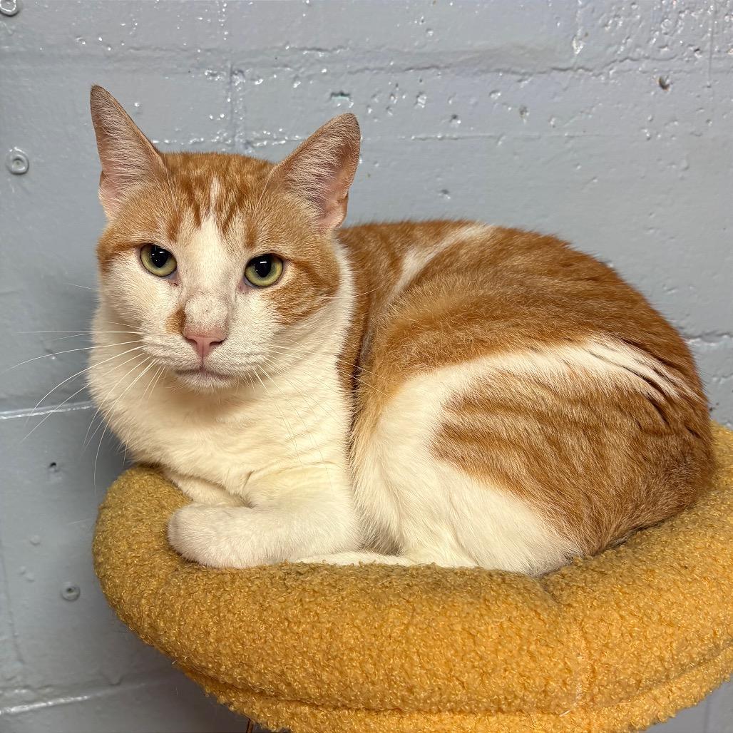 Clyde, a Adoptable Domestic Short Hair in Fort Lauderdale, FL image 4/4