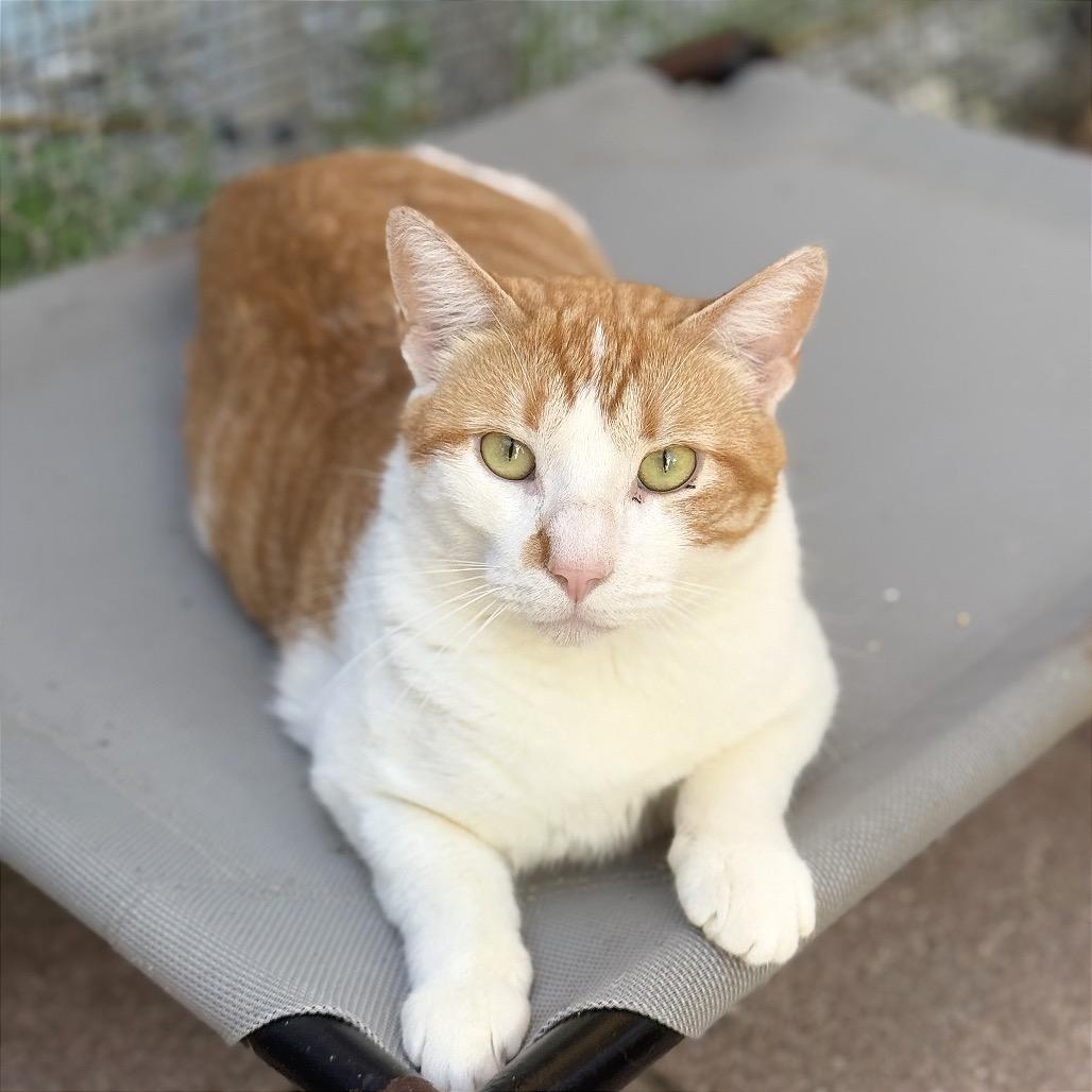 Clyde, a Adoptable Domestic Short Hair in Fort Lauderdale, FL image 6/6