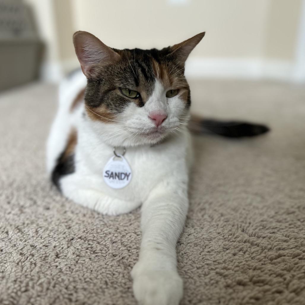 Sandy, a Adoptable Domestic Short Hair in Fairfax Station, VA image 1/5