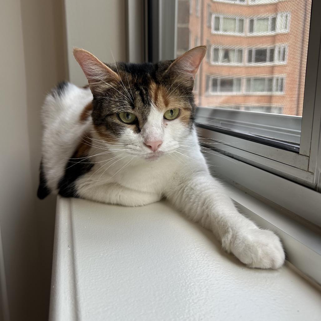 Sandy, a Adoptable Domestic Short Hair in Fairfax Station, VA image 2/5