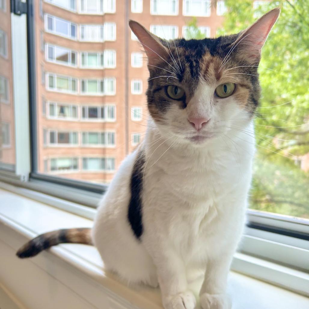 Sandy, a Adoptable Domestic Short Hair in Fairfax Station, VA image 3/5