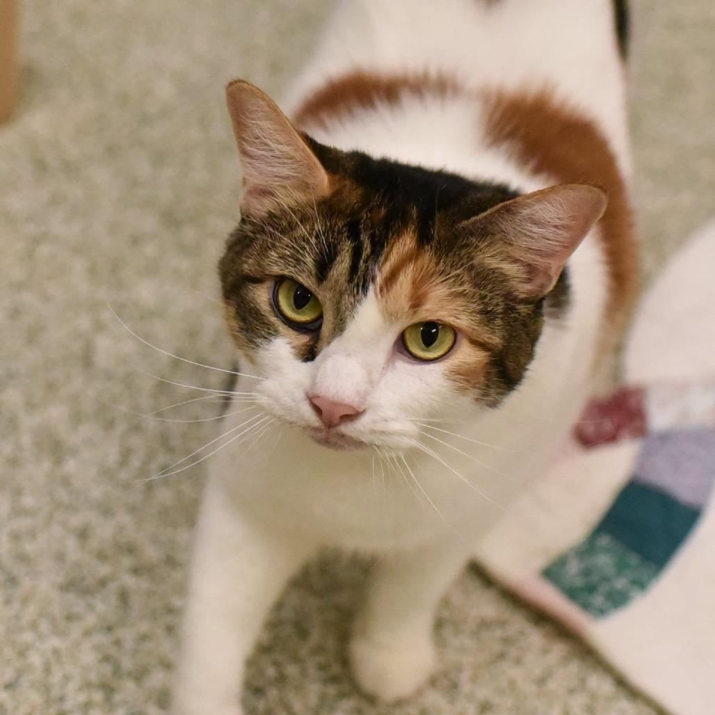 Sandy, a Adoptable Domestic Short Hair in Fairfax Station, VA image 4/5