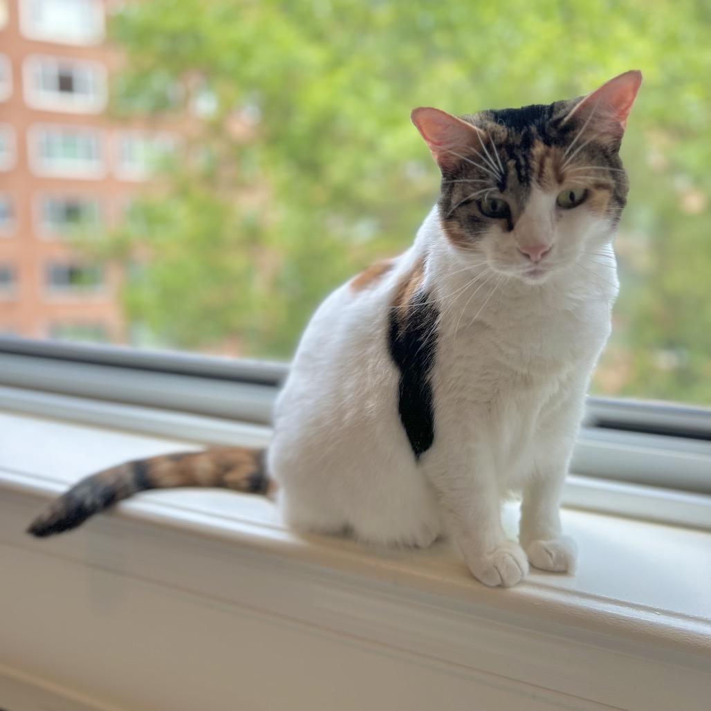Sandy, a Adoptable Domestic Short Hair in Fairfax Station, VA image 5/5
