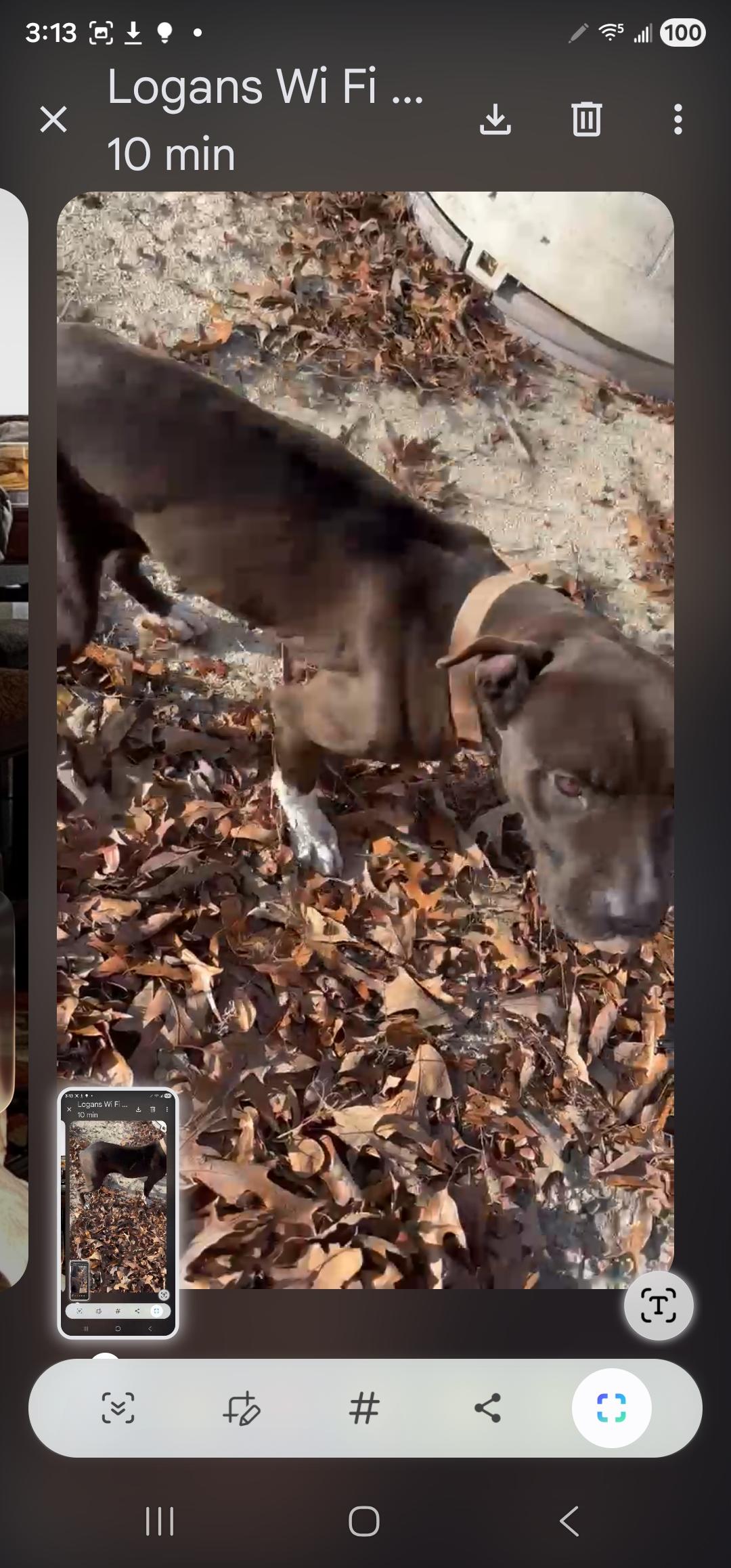 Little Rugby, ADOPTABLE, Puppy Female Pit Bull Terrier & Mixed Breed.