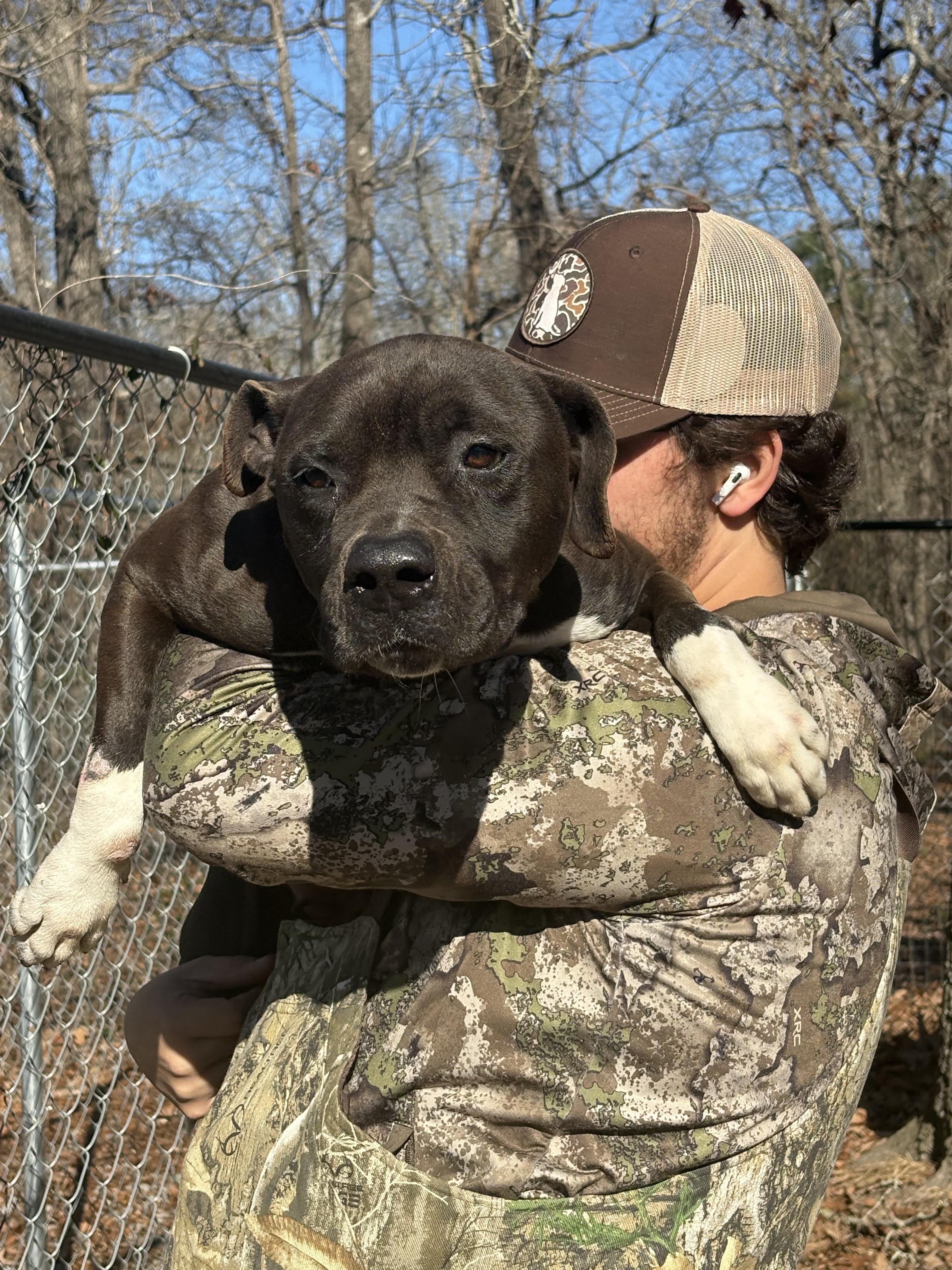 Little Rugby, a ADOPTABLE mixed breed in Orangeburg, SC image 3/6
