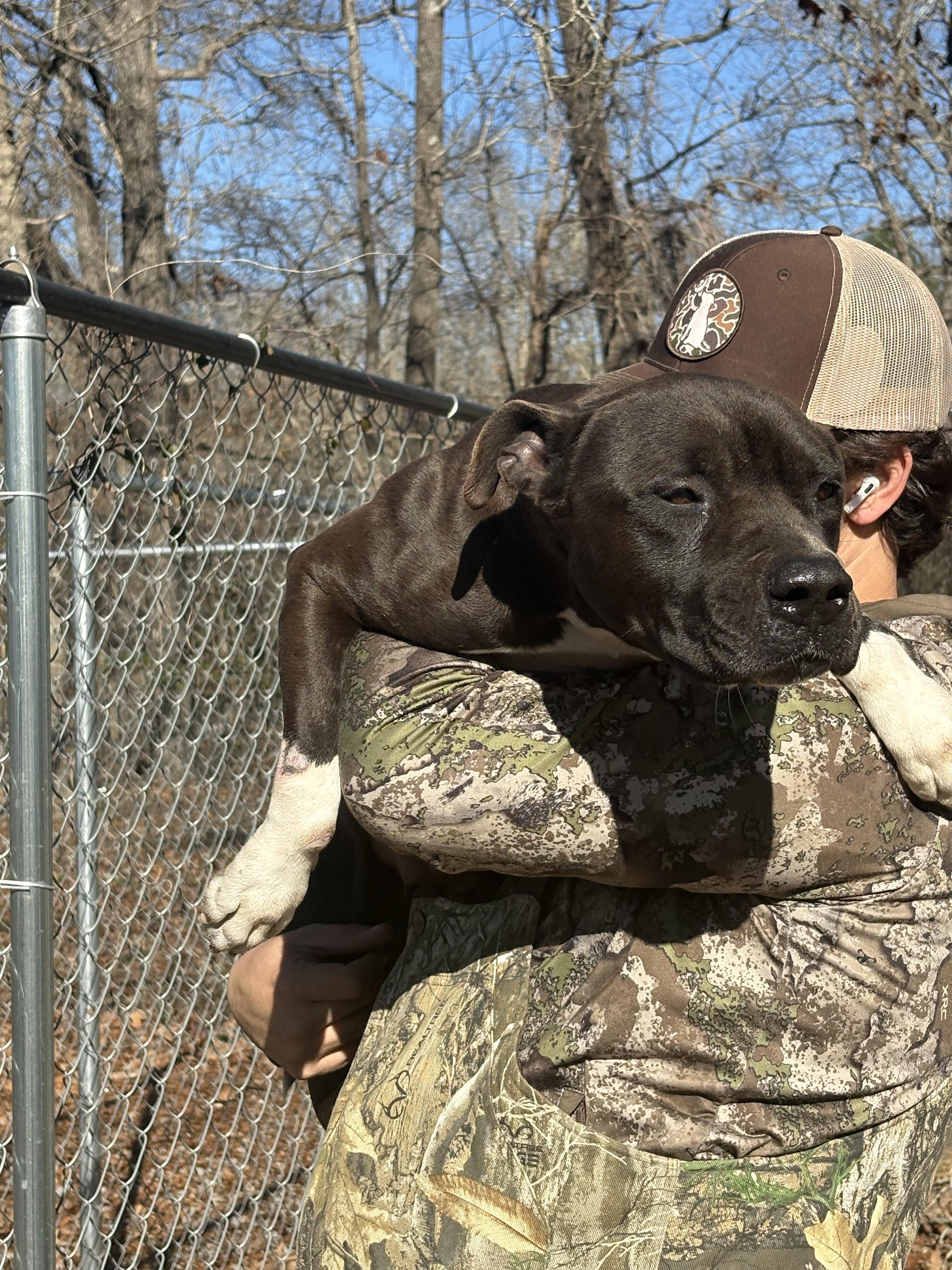 Little Rugby, a ADOPTABLE mixed breed in Orangeburg, SC image 4/6