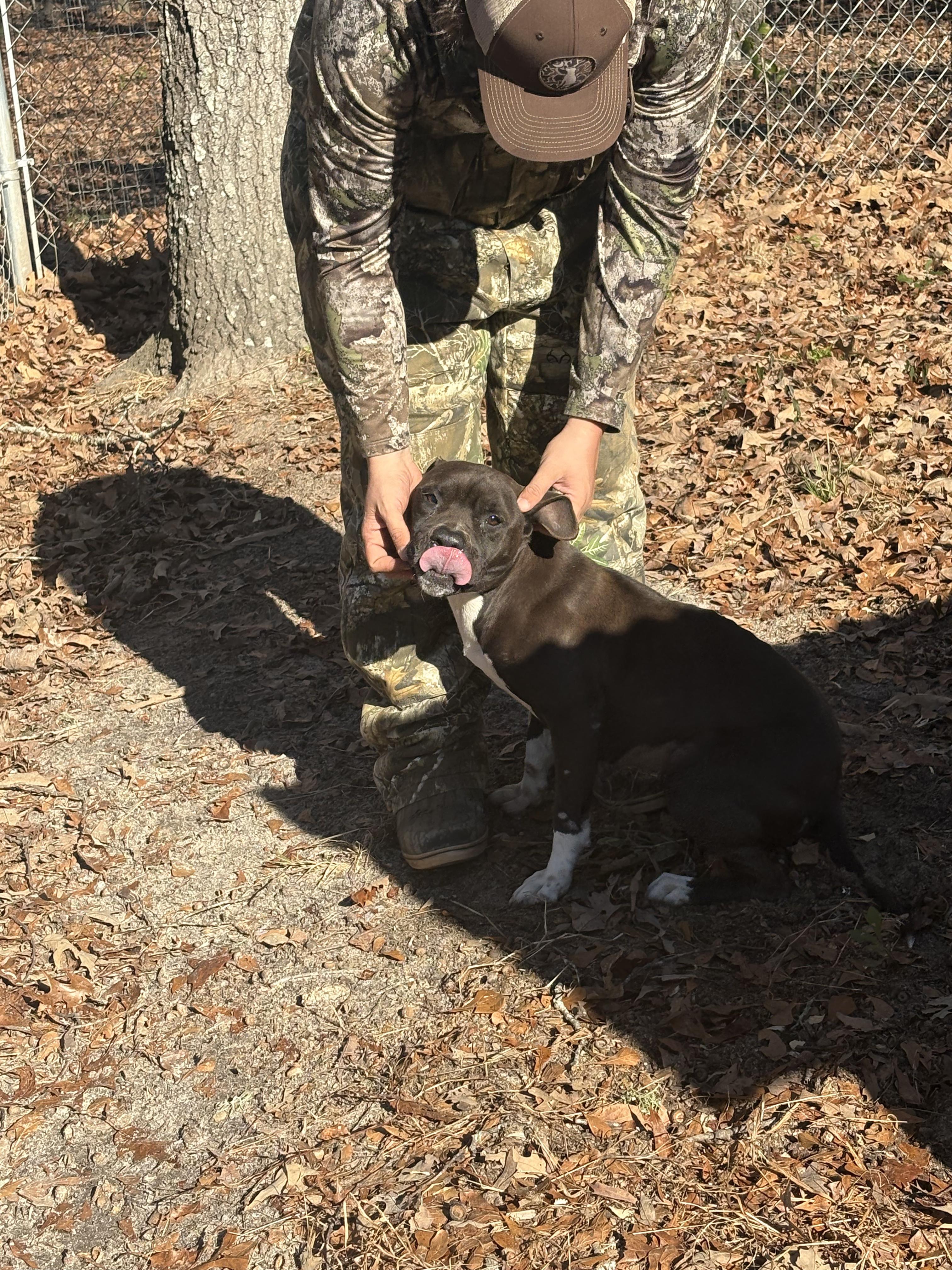 Little Rugby, a ADOPTABLE mixed breed in Orangeburg, SC image 5/6