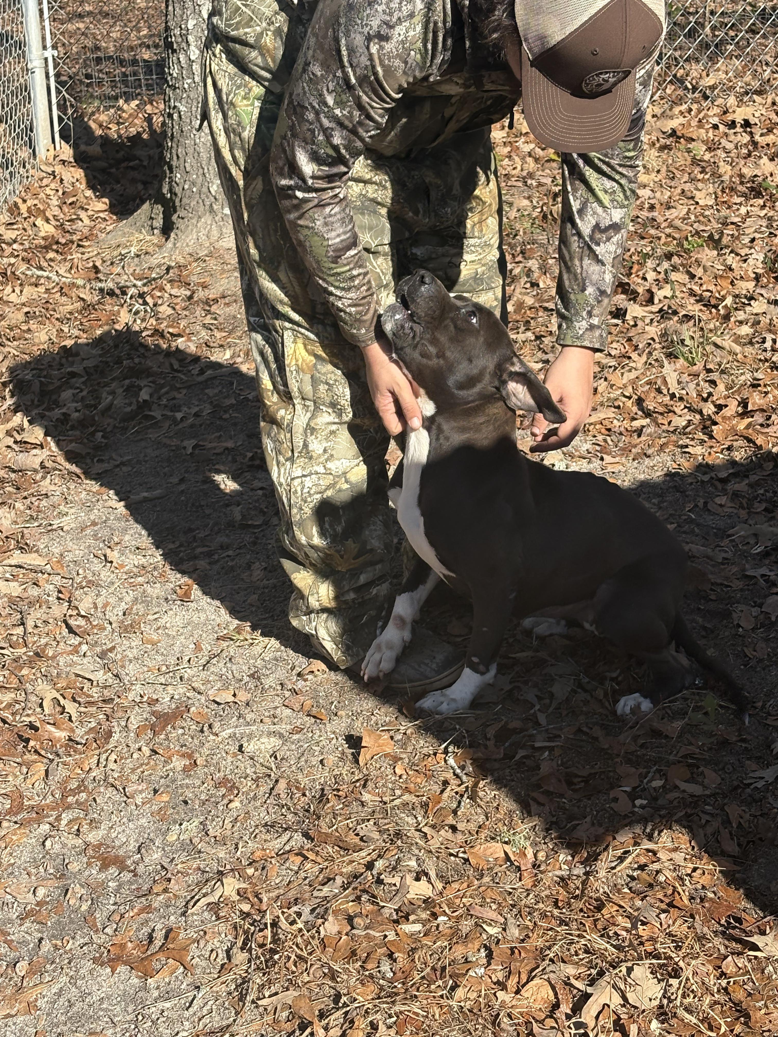 Little Rugby, a ADOPTABLE mixed breed in Orangeburg, SC image 6/6