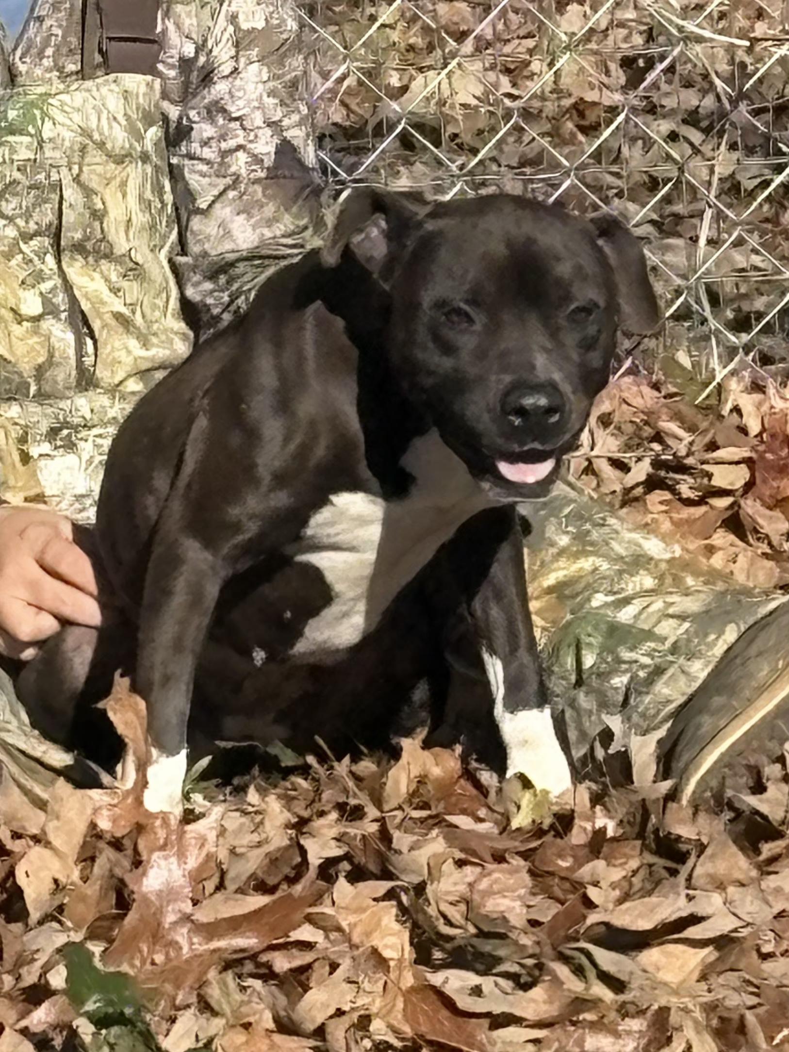 Little Rugby, ADOPTABLE, Puppy Female Pit Bull Terrier & Mixed Breed.