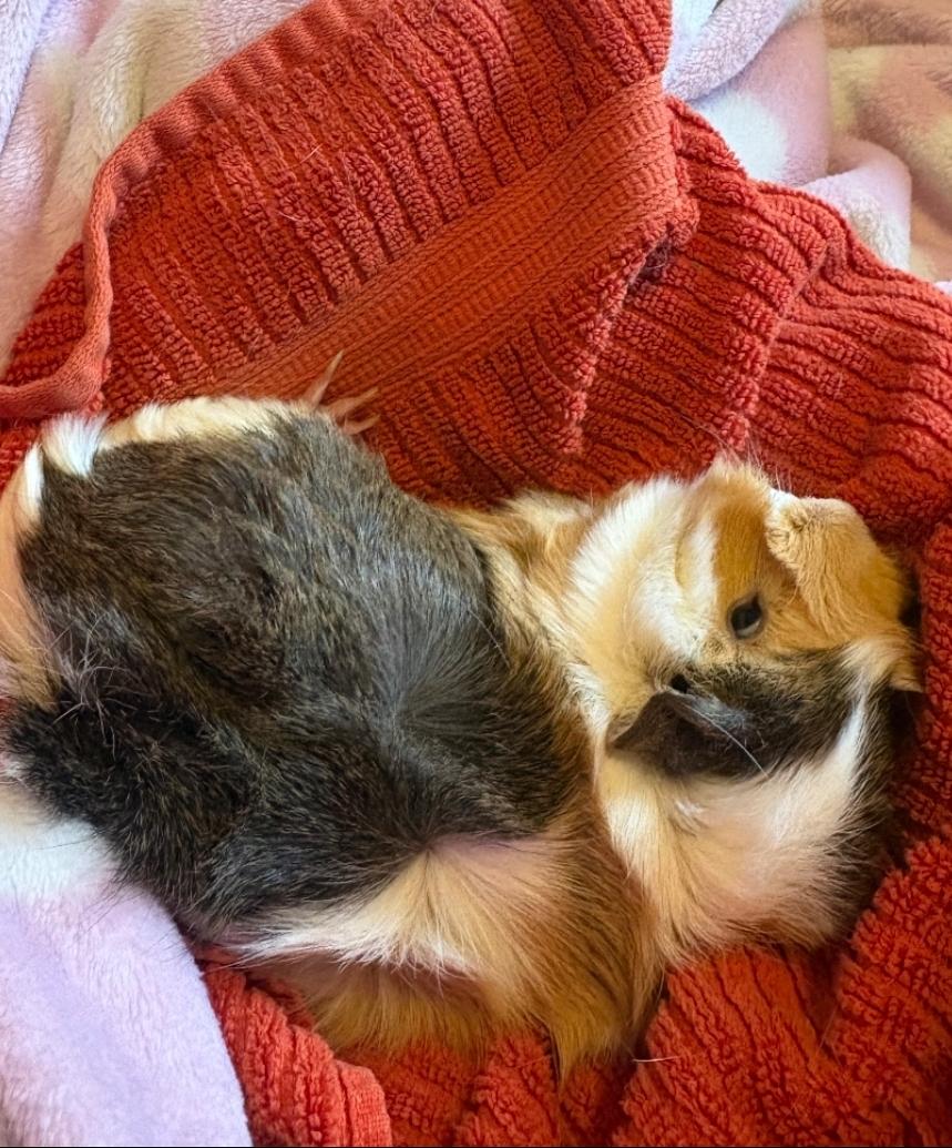 Enlarge Tater & Tux, a ADOPTABLE Guinea Pig in West Chester, OH image 3/6