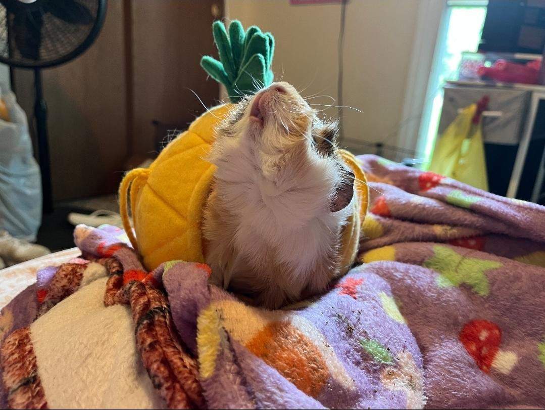 Enlarge Tater & Tux, a ADOPTABLE Guinea Pig in West Chester, OH image 4/6