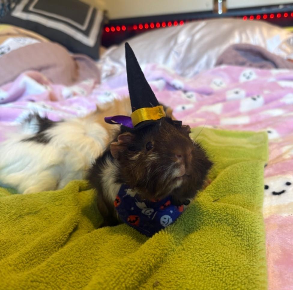 Enlarge Tater & Tux, a ADOPTABLE Guinea Pig in West Chester, OH image 5/6
