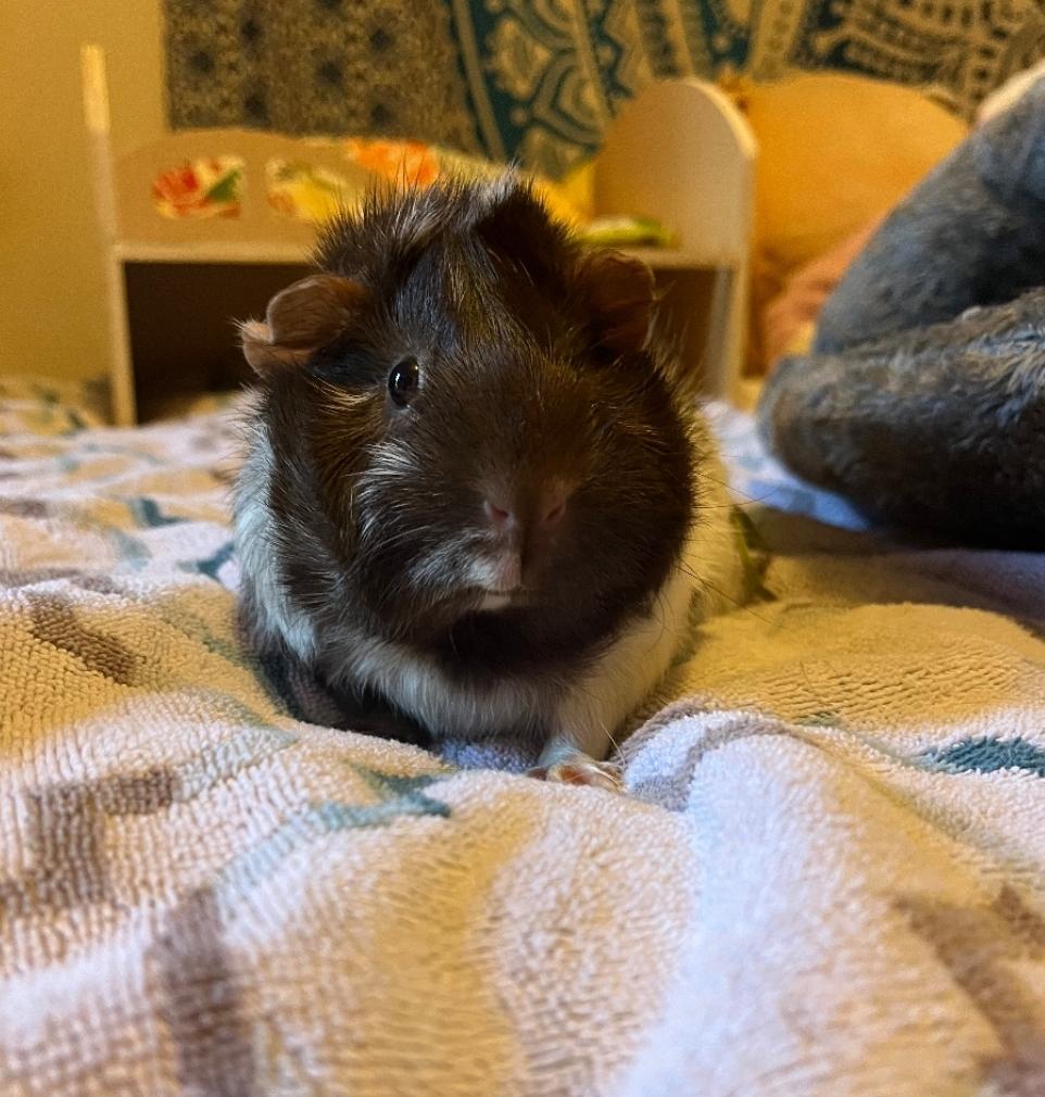 Enlarge Tater & Tux, a ADOPTABLE Guinea Pig in West Chester, OH image 2/6