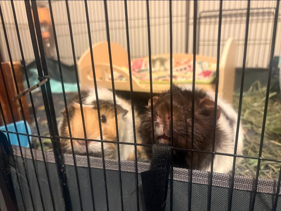 Enlarge Tater & Tux, a ADOPTABLE Guinea Pig in West Chester, OH image 1/6