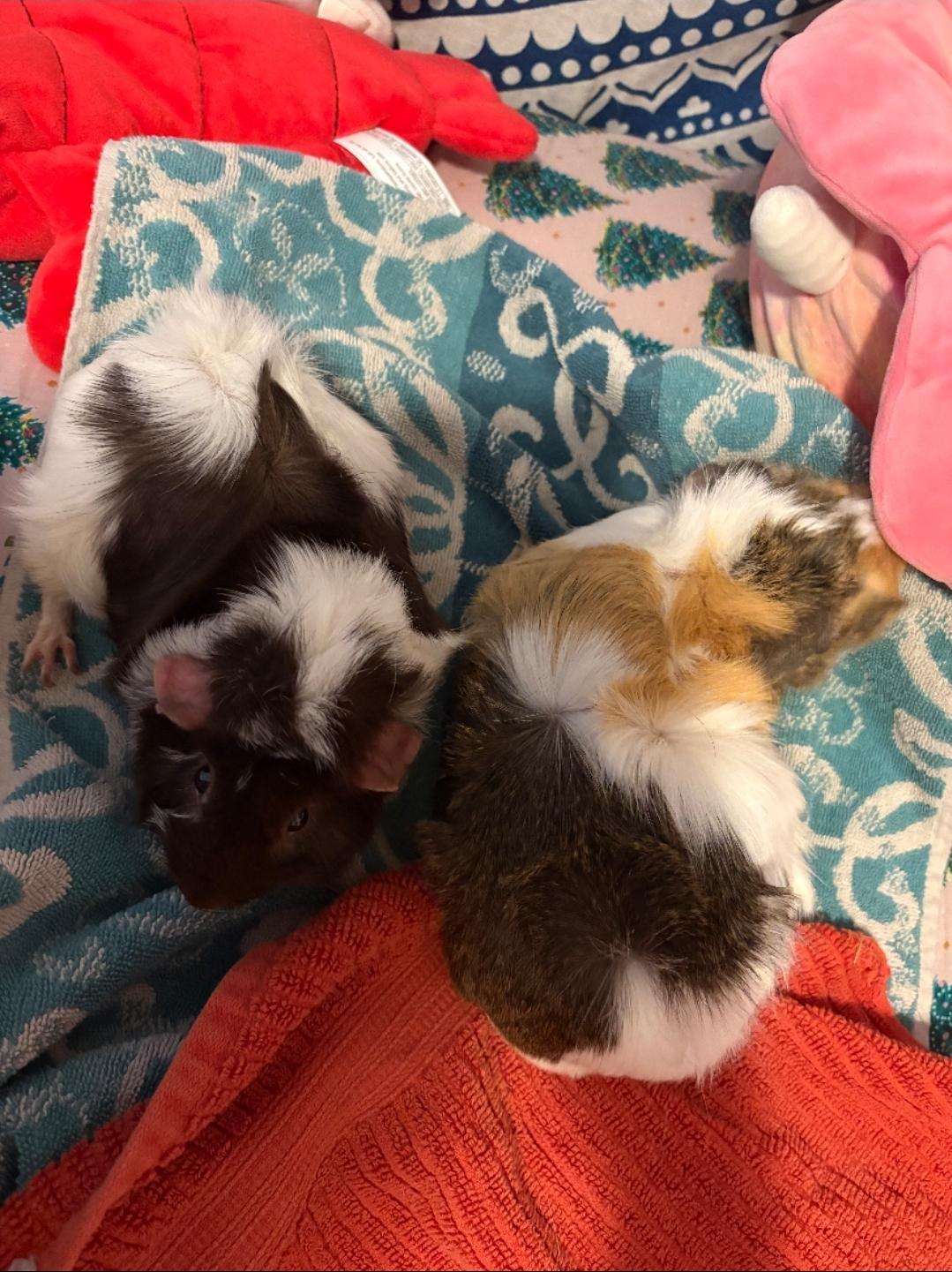 Enlarge Tater & Tux, a ADOPTABLE Guinea Pig in West Chester, OH image 6/6