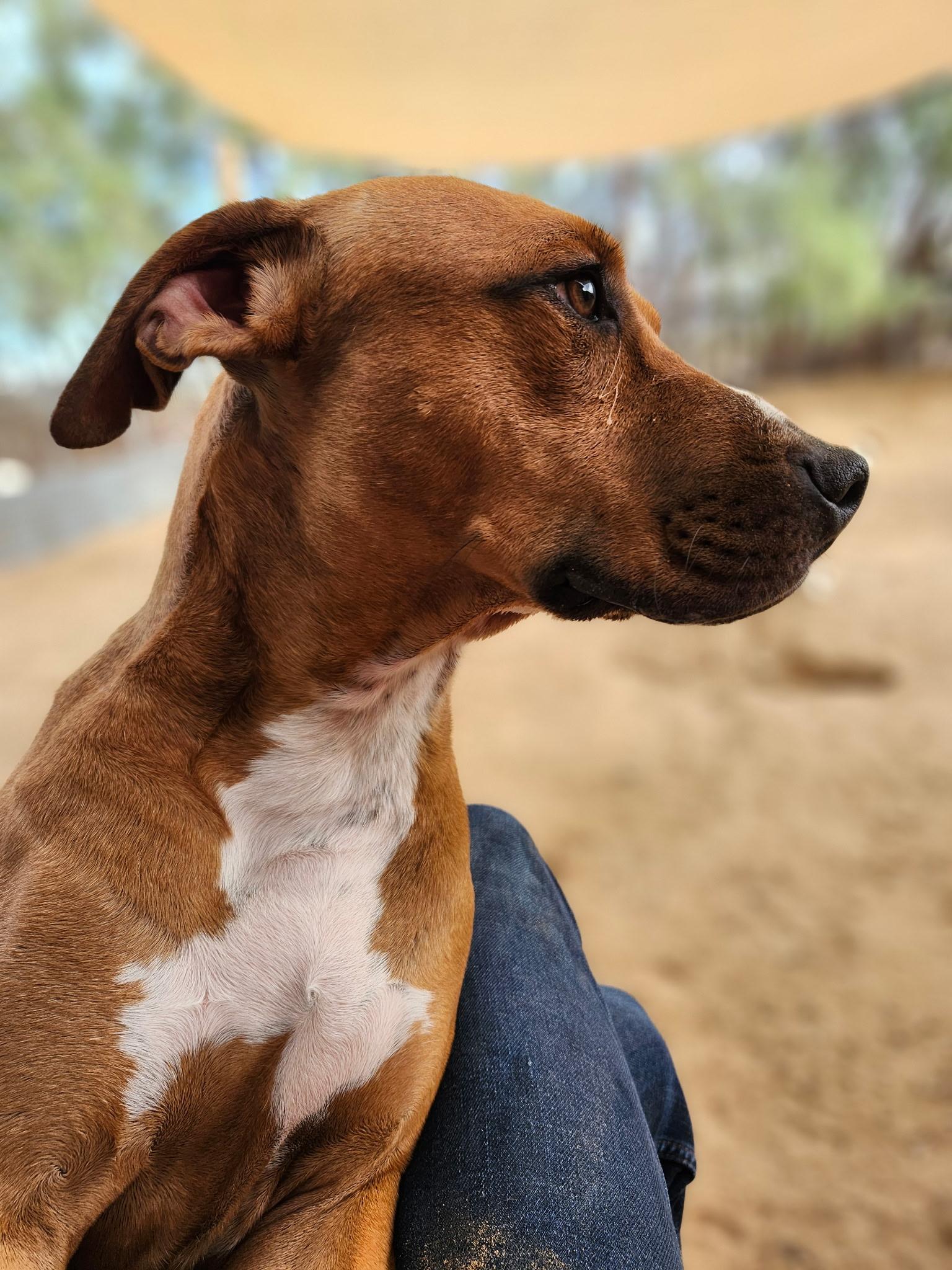 WOODSTOCK (WOODY), a Adoptable mixed breed in Joshua Tree, CA image 1/5