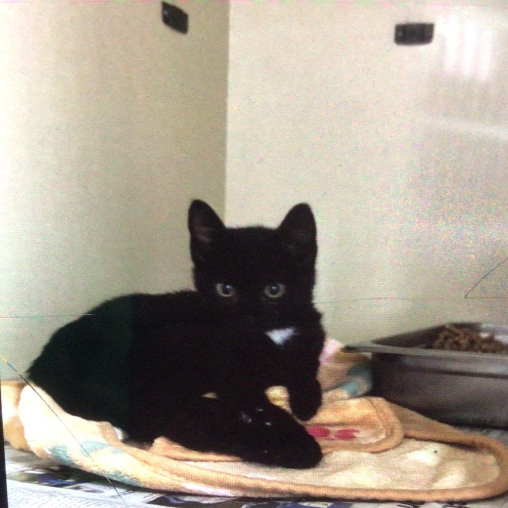 Enlarge Stitch, a Adoptable Domestic Short Hair in New Orleans, LA image 1/3