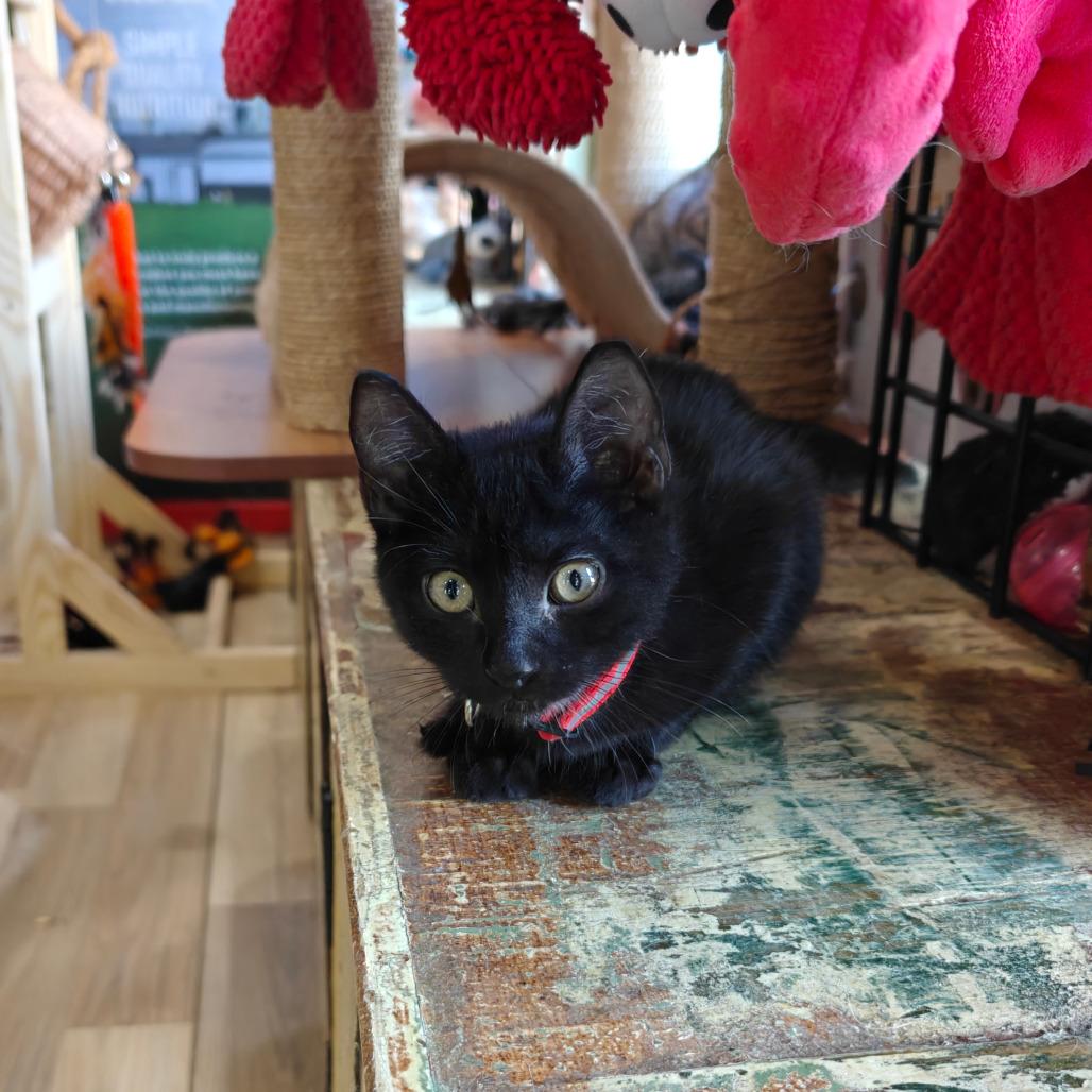 Enlarge Stitch, a Adoptable Domestic Short Hair in New Orleans, LA image 2/3