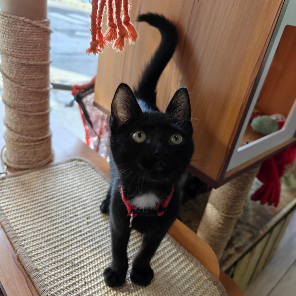 Enlarge Stitch, a Adoptable Domestic Short Hair in New Orleans, LA image 3/3